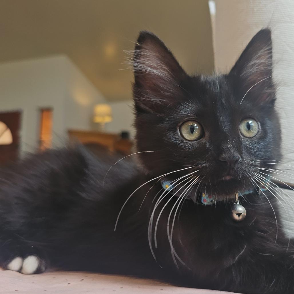 Bert, a Adoptable Domestic Short Hair in Escondido, CA image 6/6
