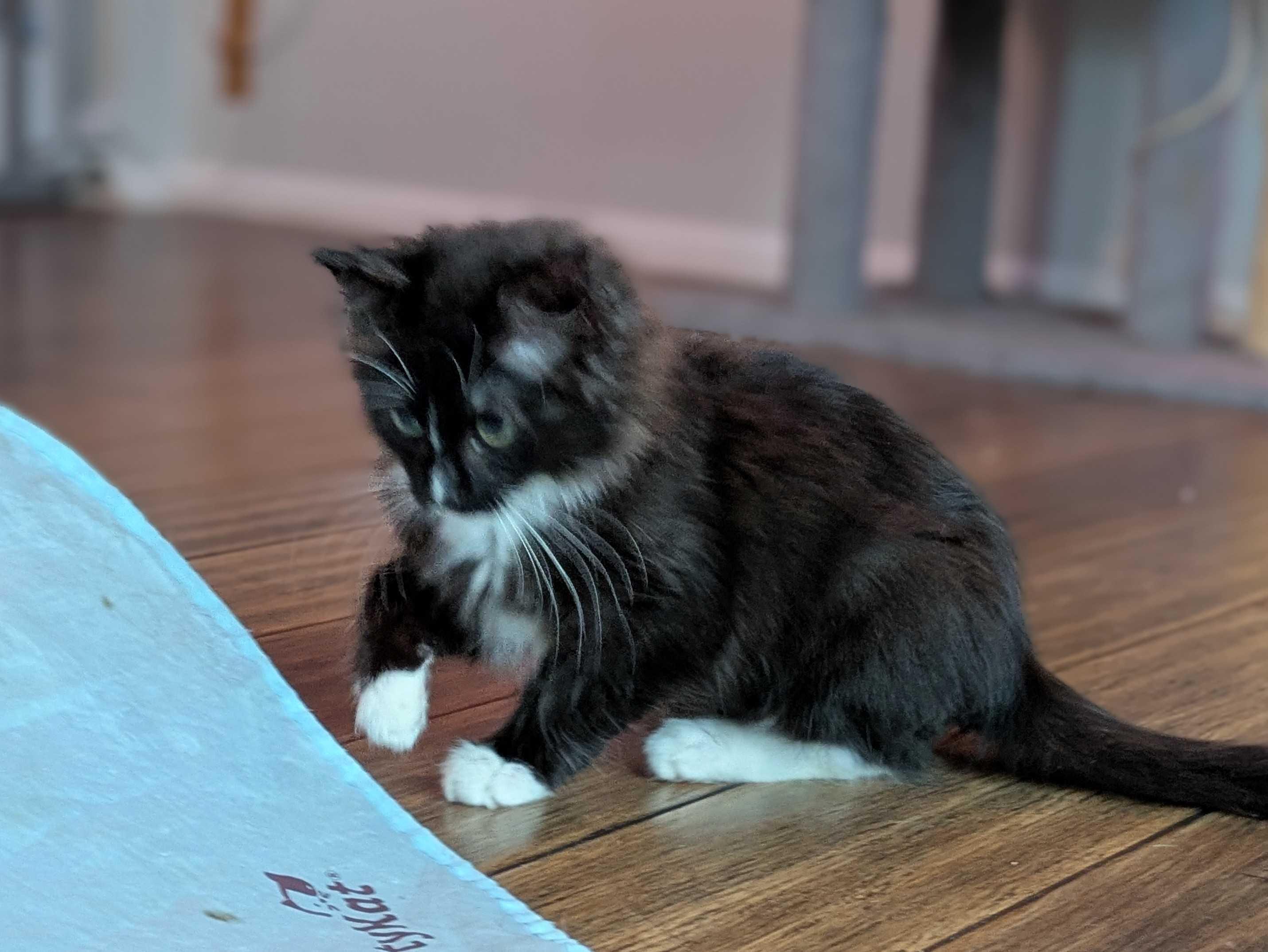 Tinsel and Mistletoe, Adoptable, Kitten Male Domestic Long Hair.