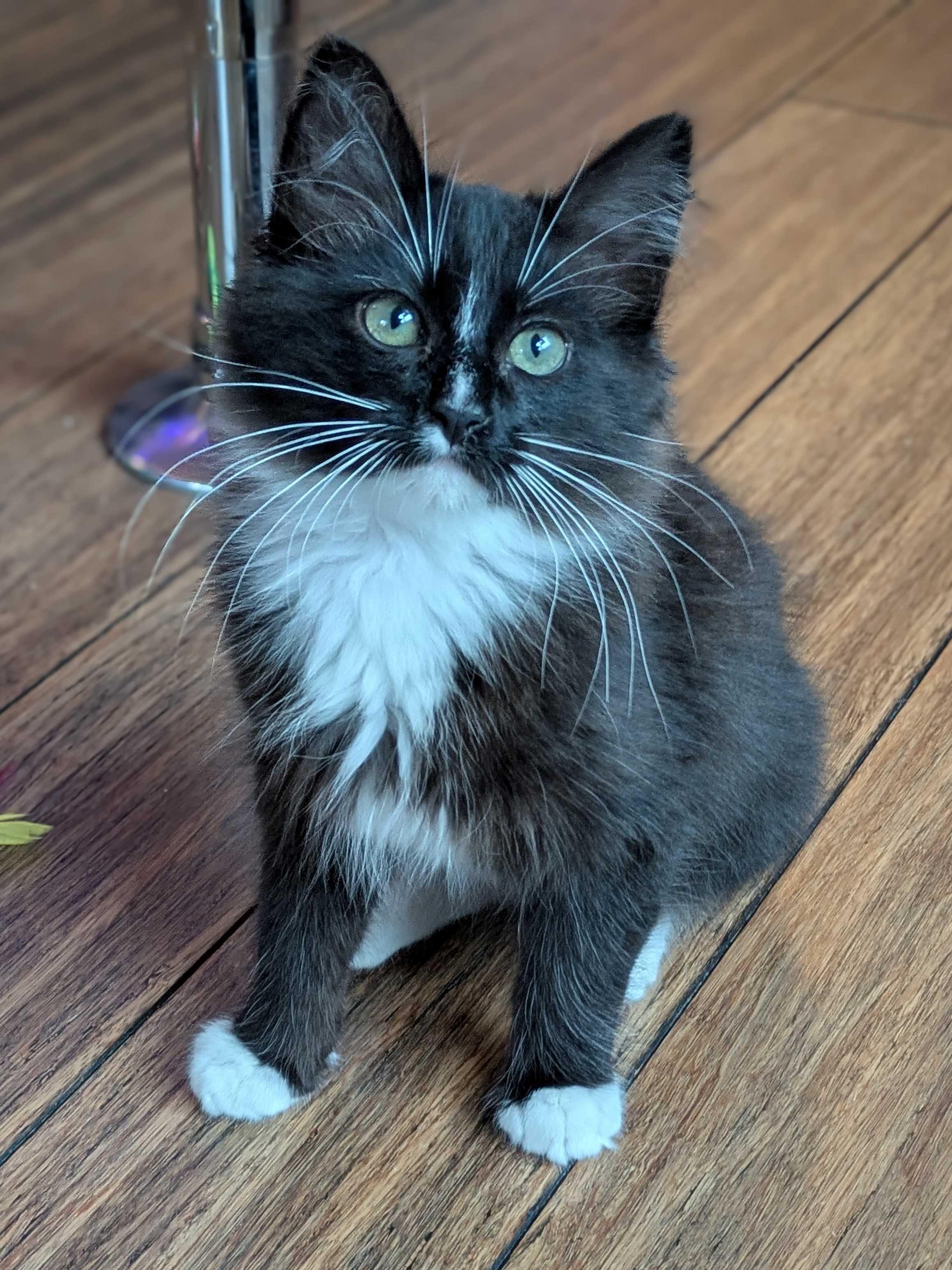 Enlarge Tinsel and Mistletoe, a Adoptable Domestic Long Hair in Seattle, WA image 2/5