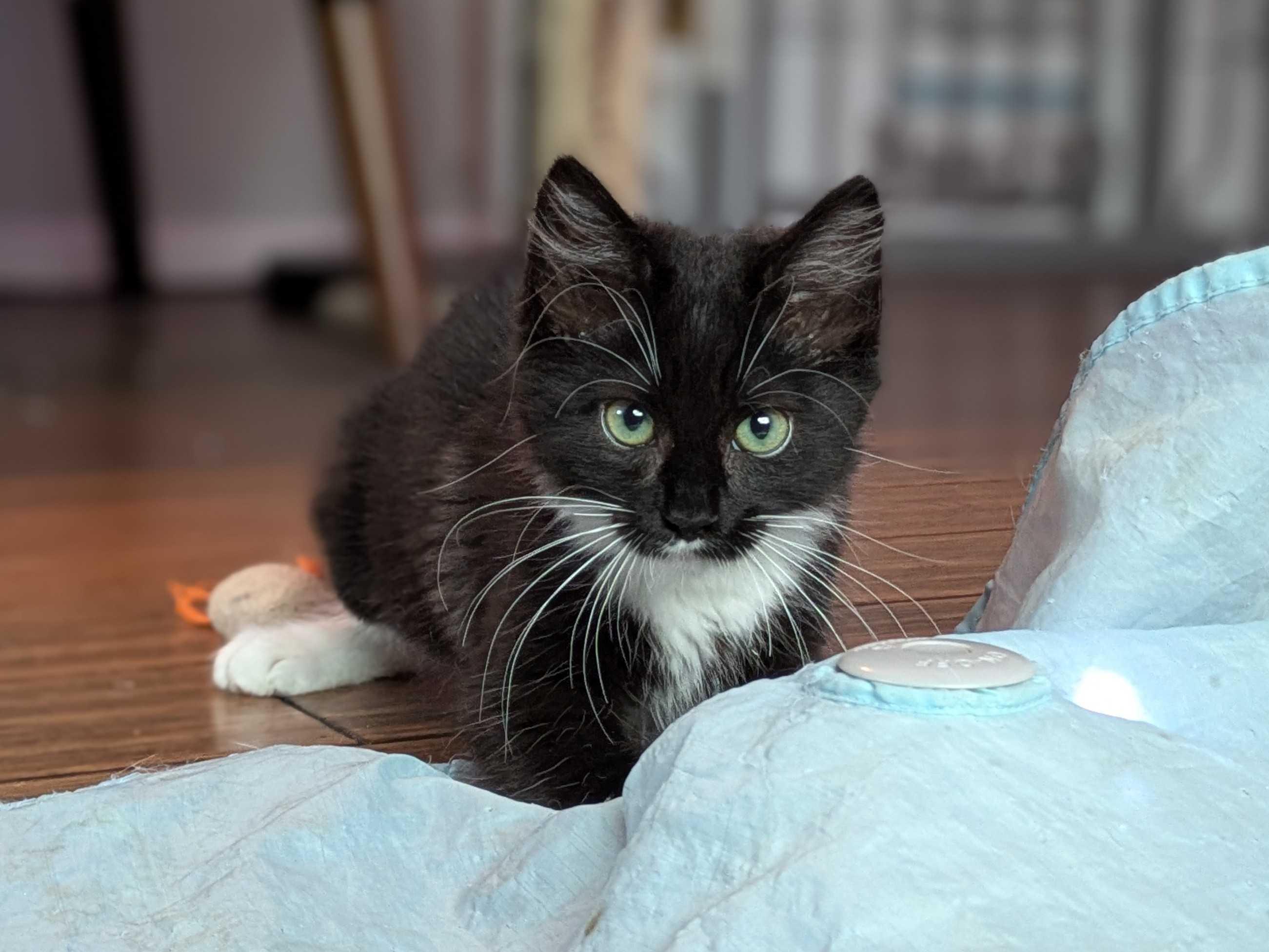 Enlarge Tinsel and Mistletoe, a Adoptable Domestic Long Hair in Seattle, WA image 3/5
