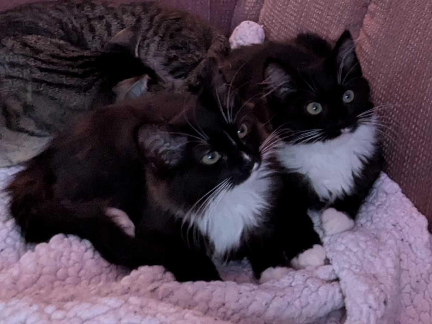 Enlarge Tinsel and Mistletoe, a Adoptable Domestic Long Hair in Seattle, WA image 4/5