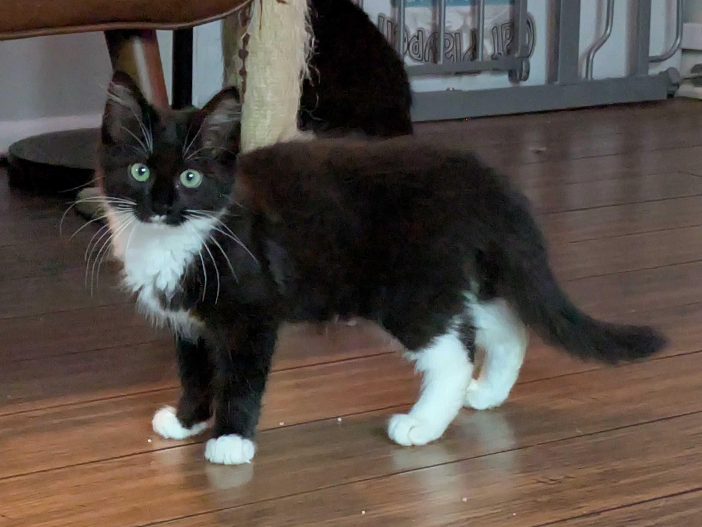 Enlarge Tinsel and Mistletoe, a Adoptable Domestic Long Hair in Seattle, WA image 5/5