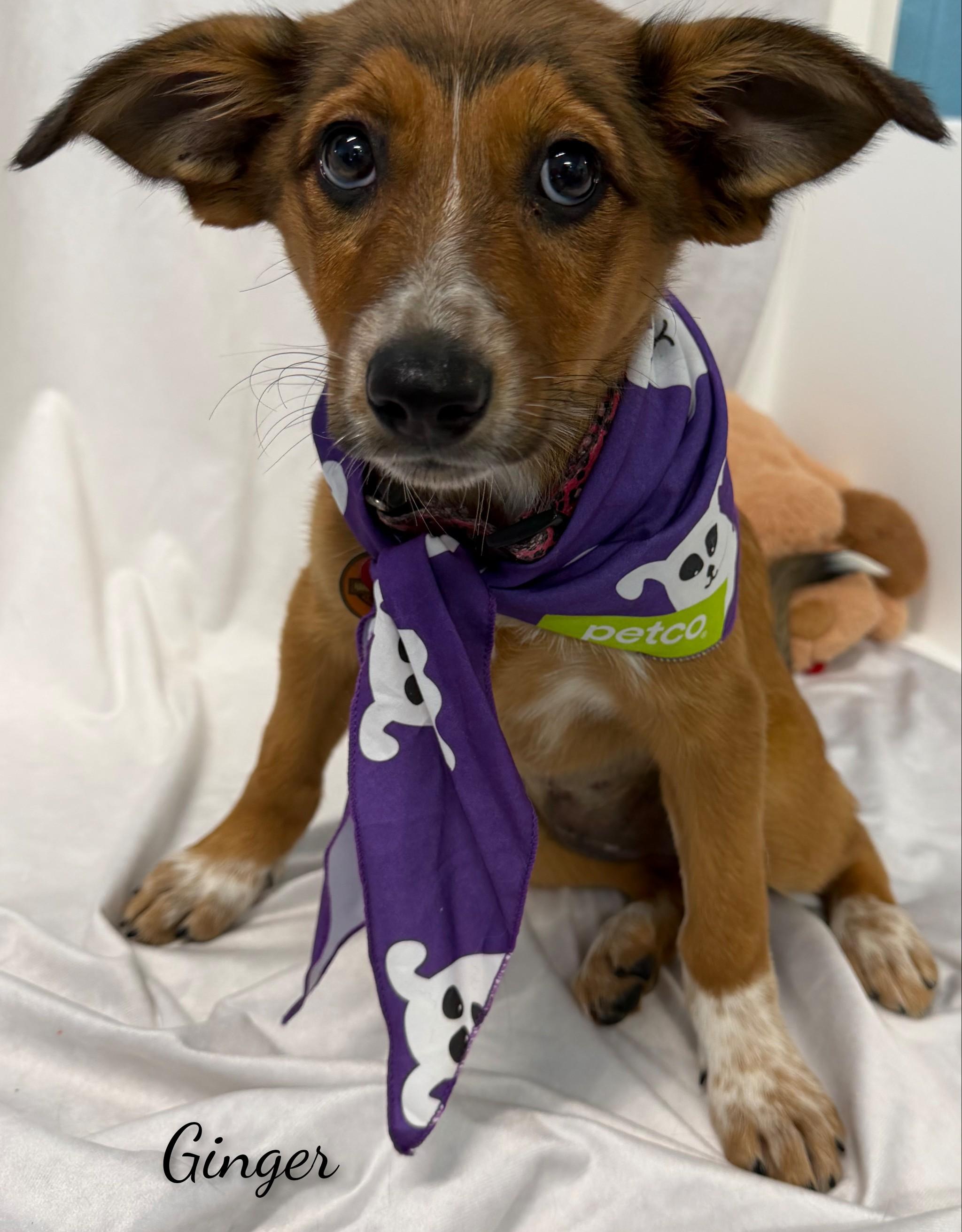 Enlarge Ginger, a Adoptable Mixed Breed in Fredericksburg, VA image 5/6