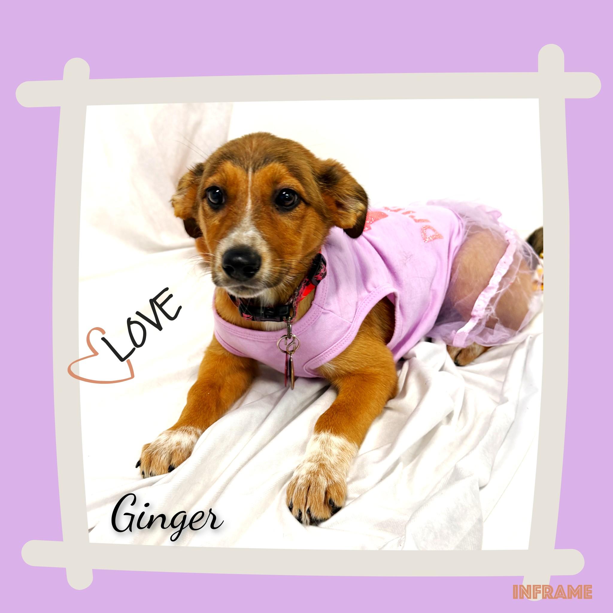 Ginger, Adoptable, Puppy Female Mixed Breed.