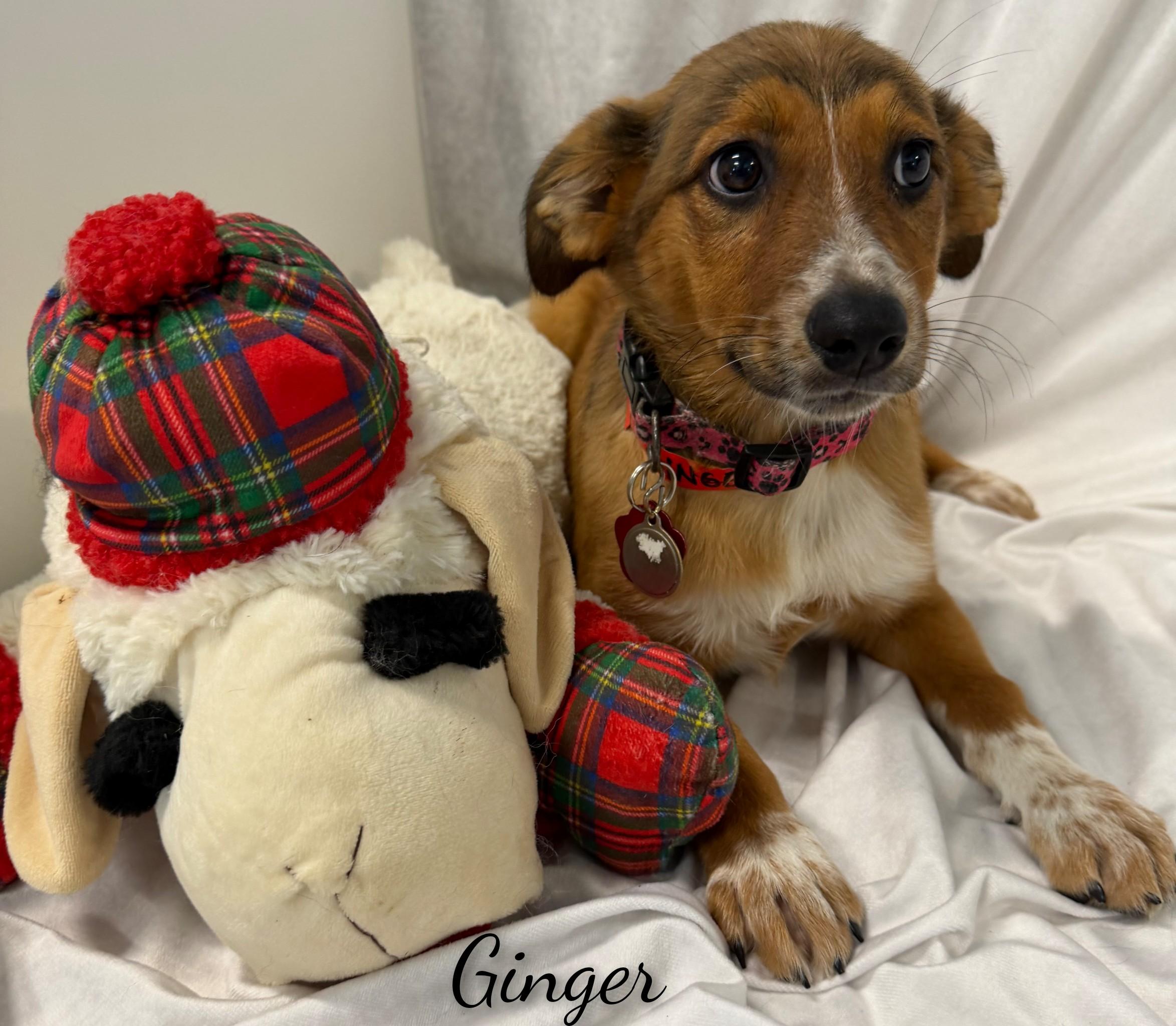 Enlarge Ginger, a Adoptable Mixed Breed in Fredericksburg, VA image 3/6