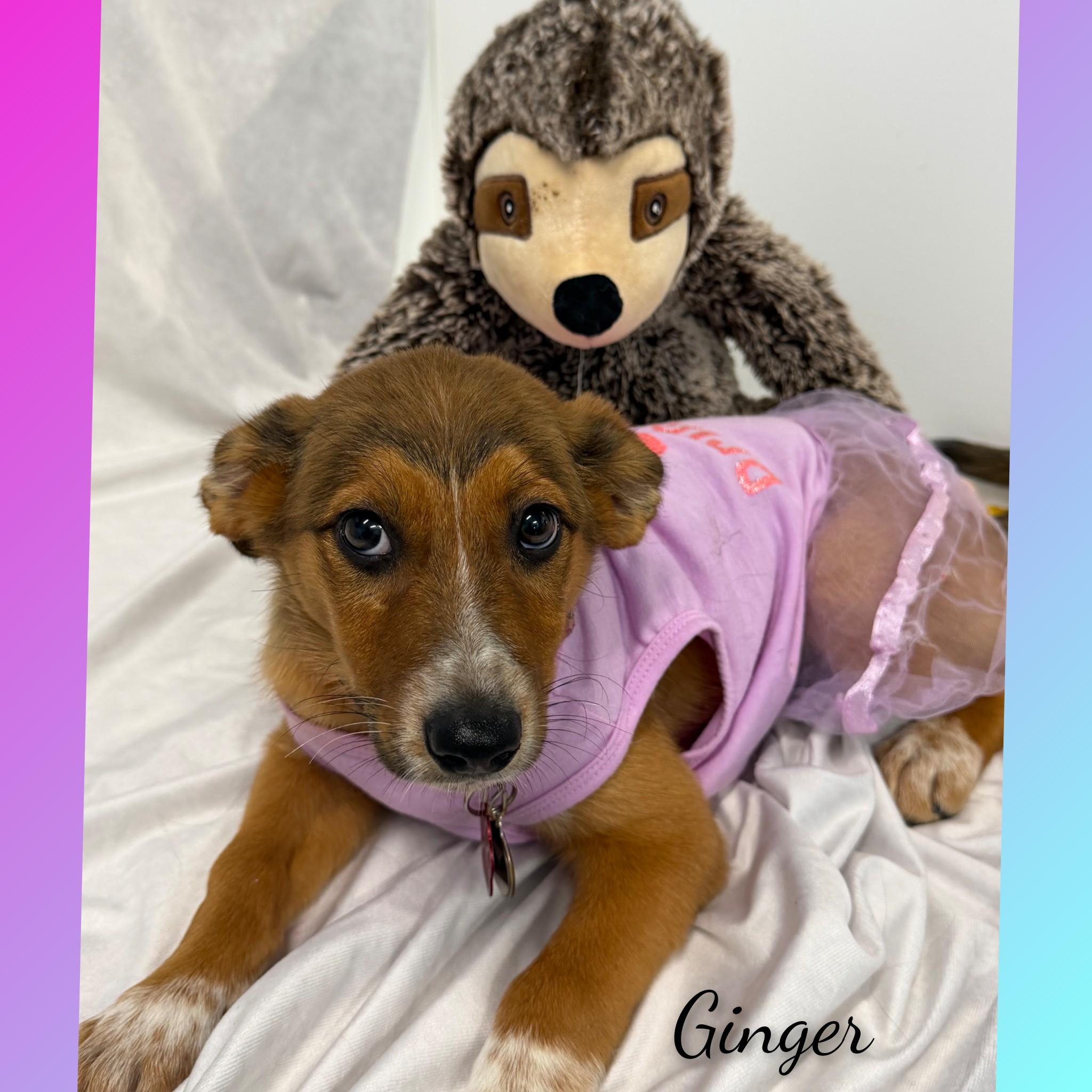 Enlarge Ginger, a Adoptable Mixed Breed in Fredericksburg, VA image 6/6