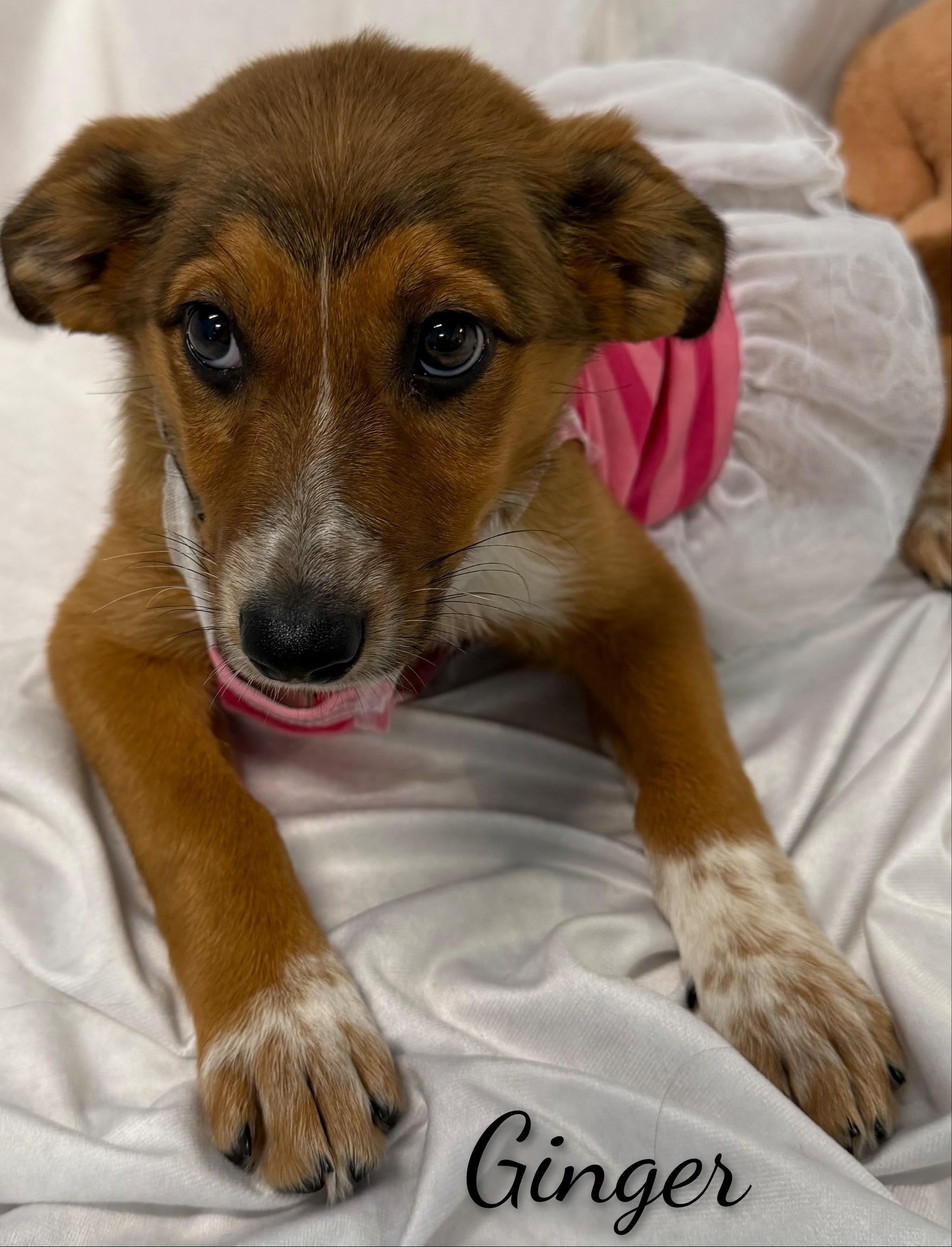 Enlarge Ginger, a Adoptable Mixed Breed in Fredericksburg, VA image 4/6