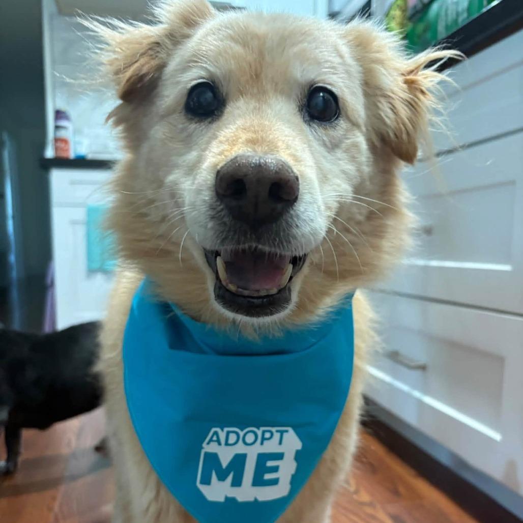 Bo Duke, Adoptable, Senior Male Spitz & Poodle.