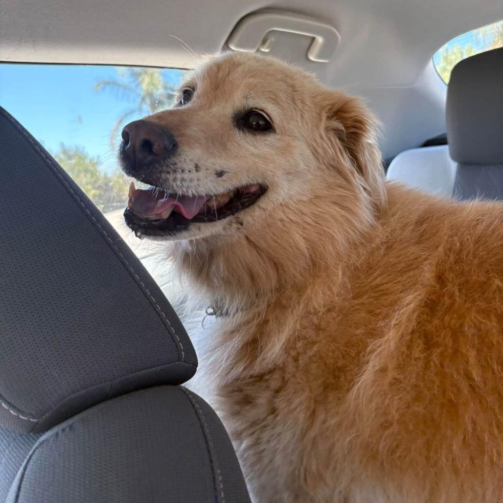 Enlarge Bo Duke, a Adoptable mixed breed in Ramona, CA image 4/5