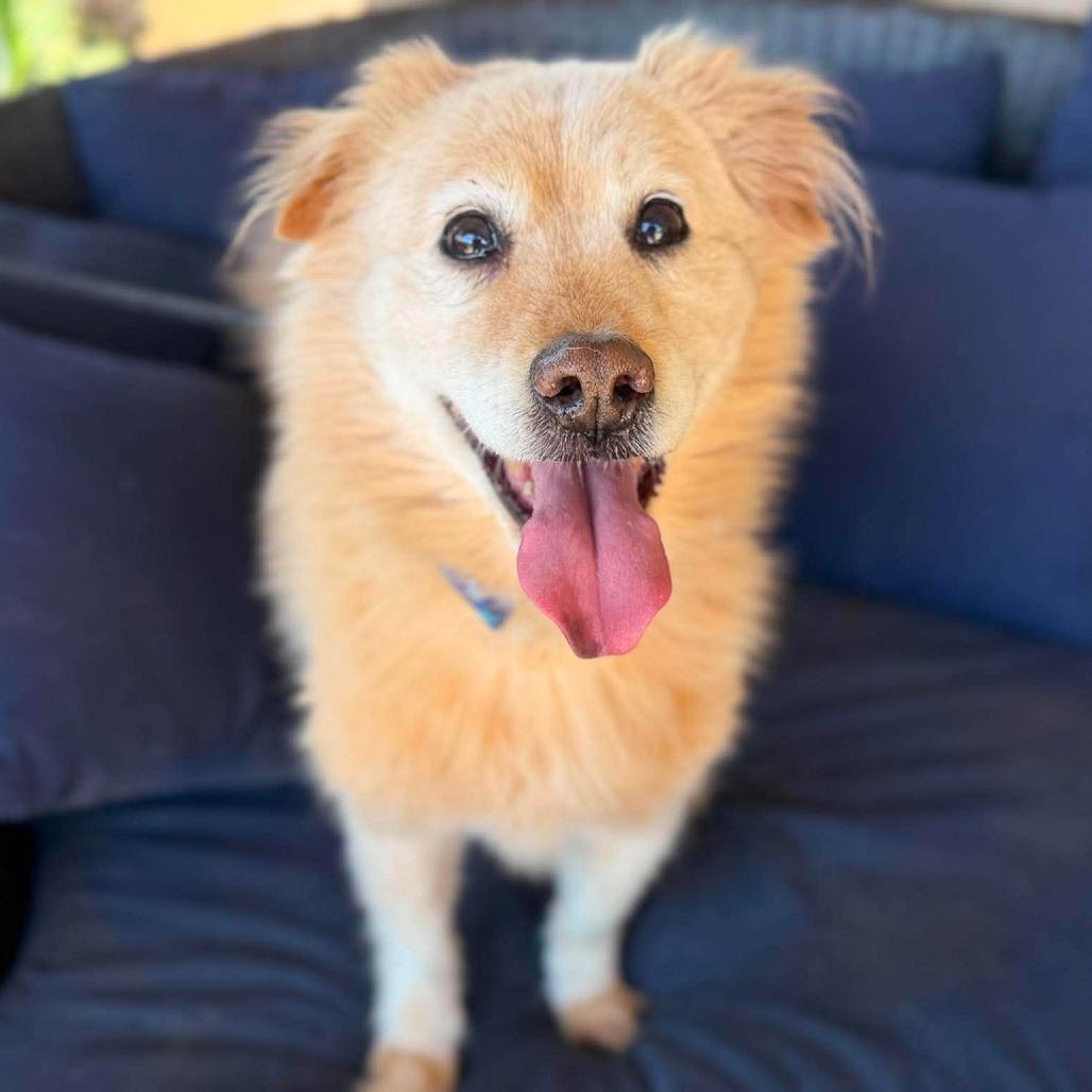Enlarge Bo Duke, a Adoptable mixed breed in Ramona, CA image 5/5