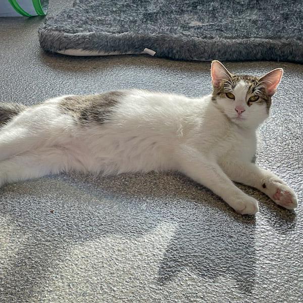 Enlarge Monday, a Adoptable mixed breed in Huntley, IL image 4/6