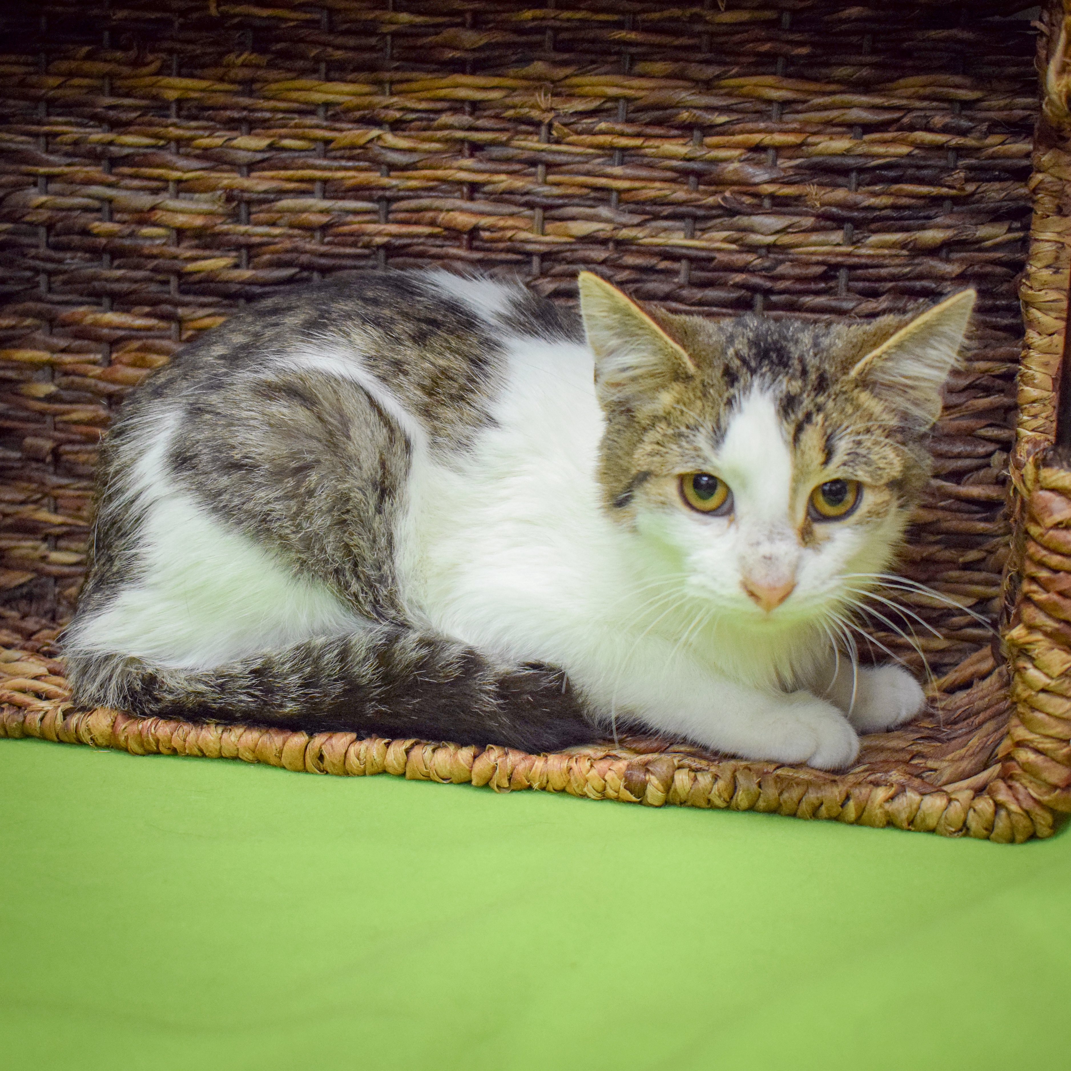 Enlarge Monday, a Adoptable mixed breed in Huntley, IL image 5/6