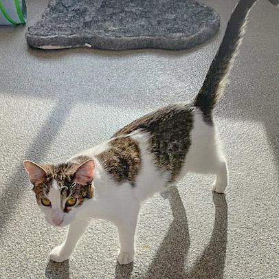 Enlarge Monday, a Adoptable mixed breed in Huntley, IL image 3/6