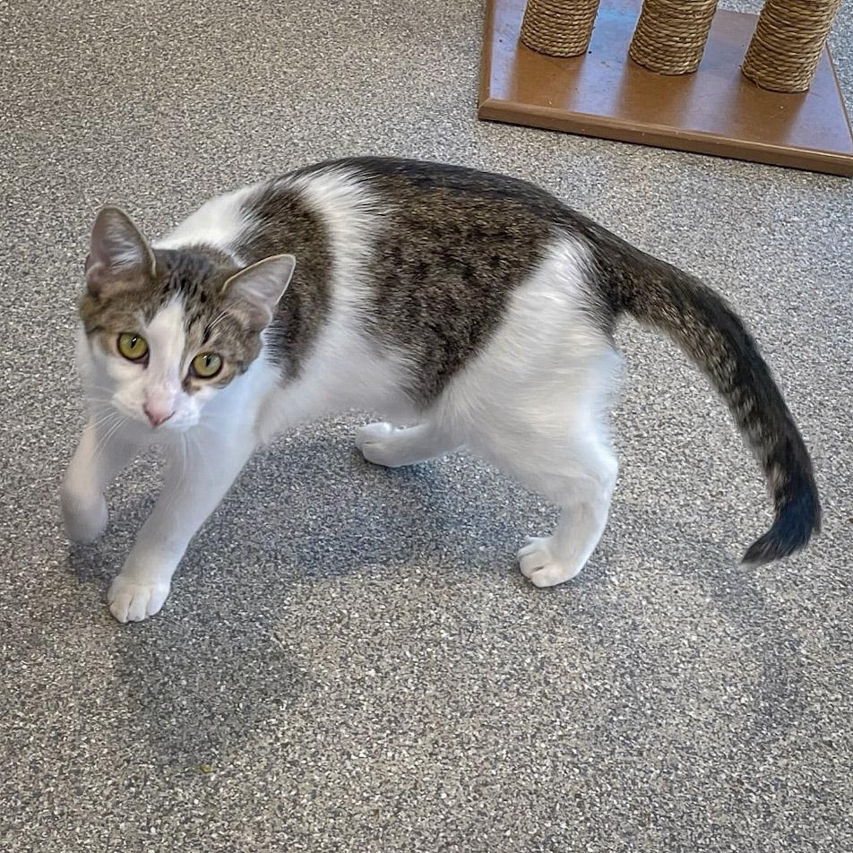 Enlarge Monday, a Adoptable mixed breed in Huntley, IL image 2/6