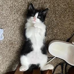 Bean, Adoptable, Kitten Male Domestic Short Hair & Manx.