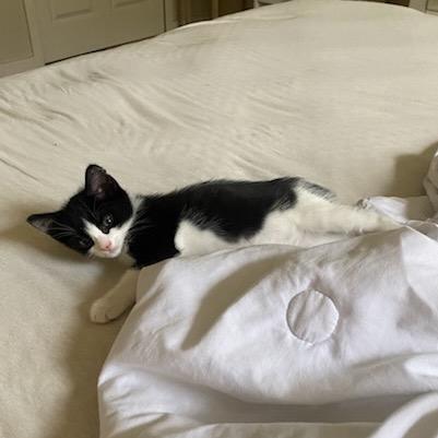 Enlarge Bean, a Adoptable mixed breed in Ponte Vedra Beach, FL image 2/4