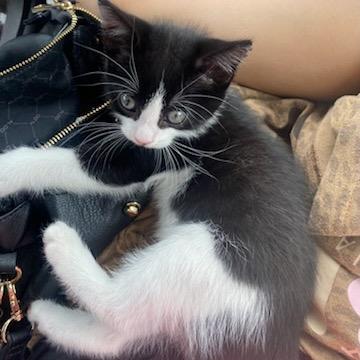 Enlarge Bean, a Adoptable mixed breed in Ponte Vedra Beach, FL image 3/4