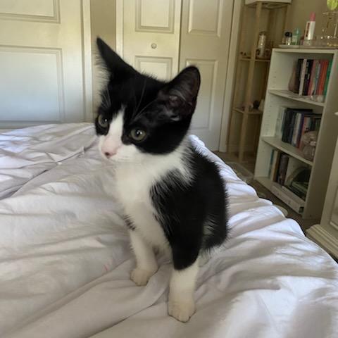 Enlarge Bean, a Adoptable mixed breed in Ponte Vedra Beach, FL image 4/4