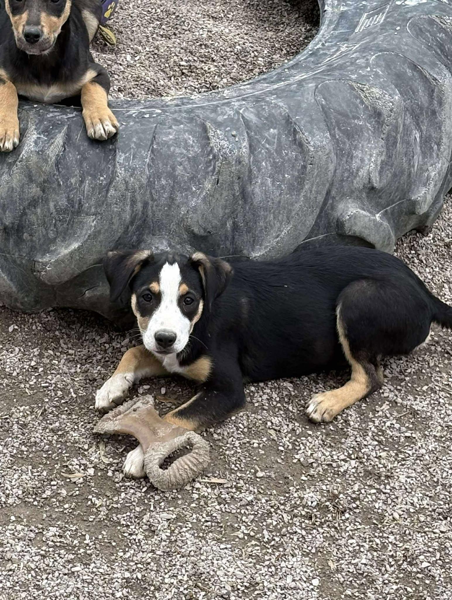 Tayler, Adoptable, Young Female Shepherd.