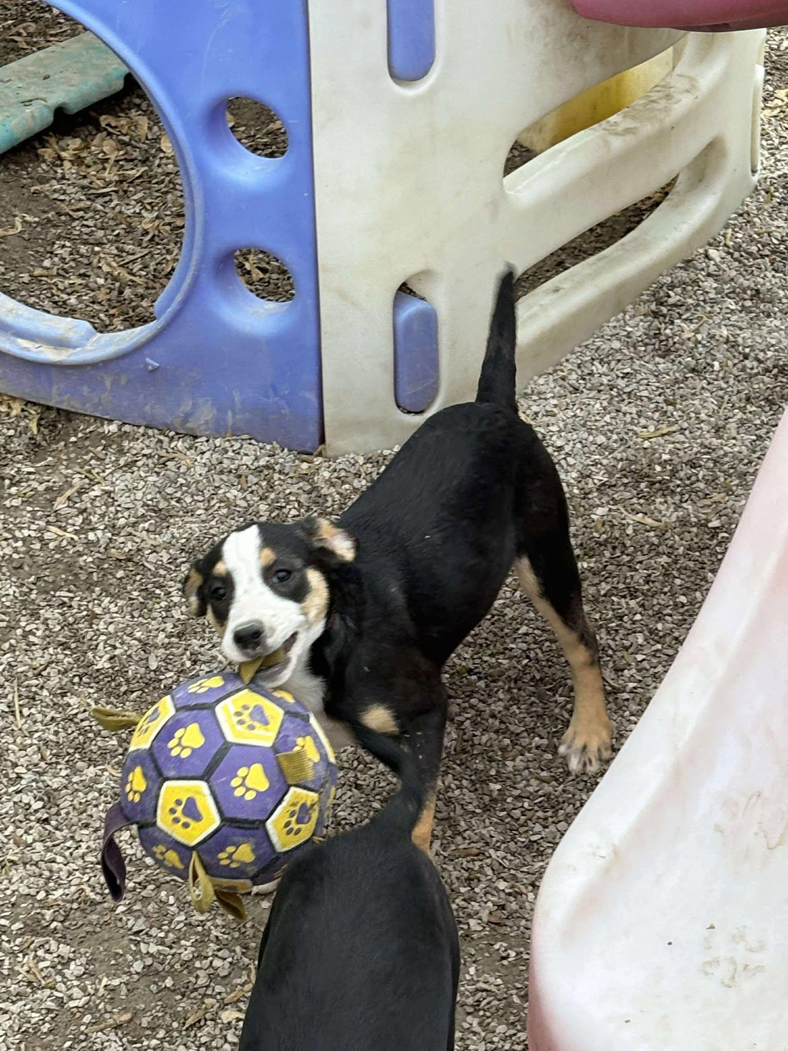 Tayler, a Adoptable Shepherd in Midway, UT image 2/3