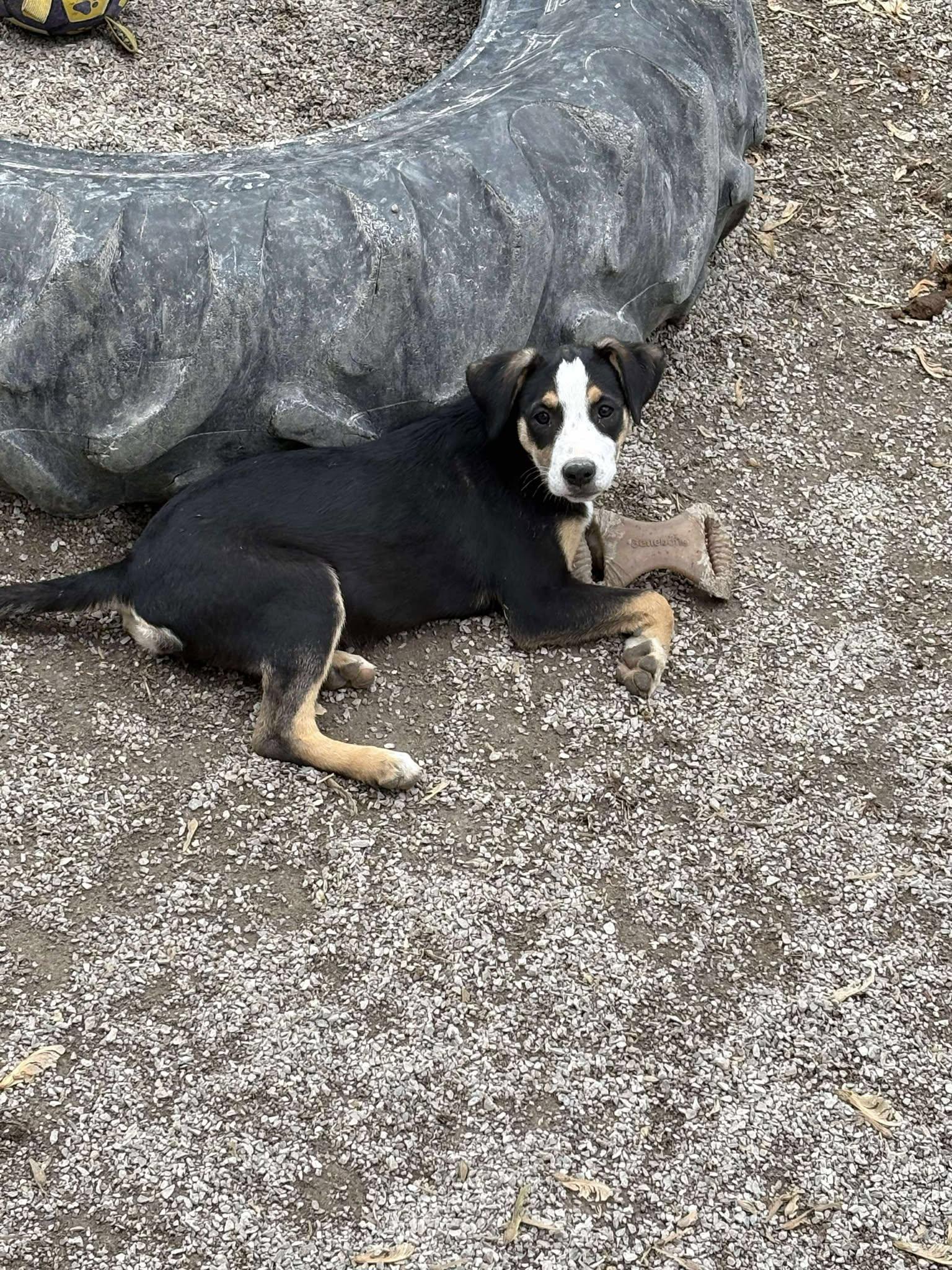 Tayler, a Adoptable Shepherd in Midway, UT image 3/3