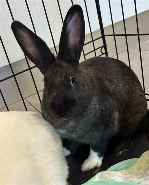 CARLY, Adoptable, Young Female Bunny Rabbit.