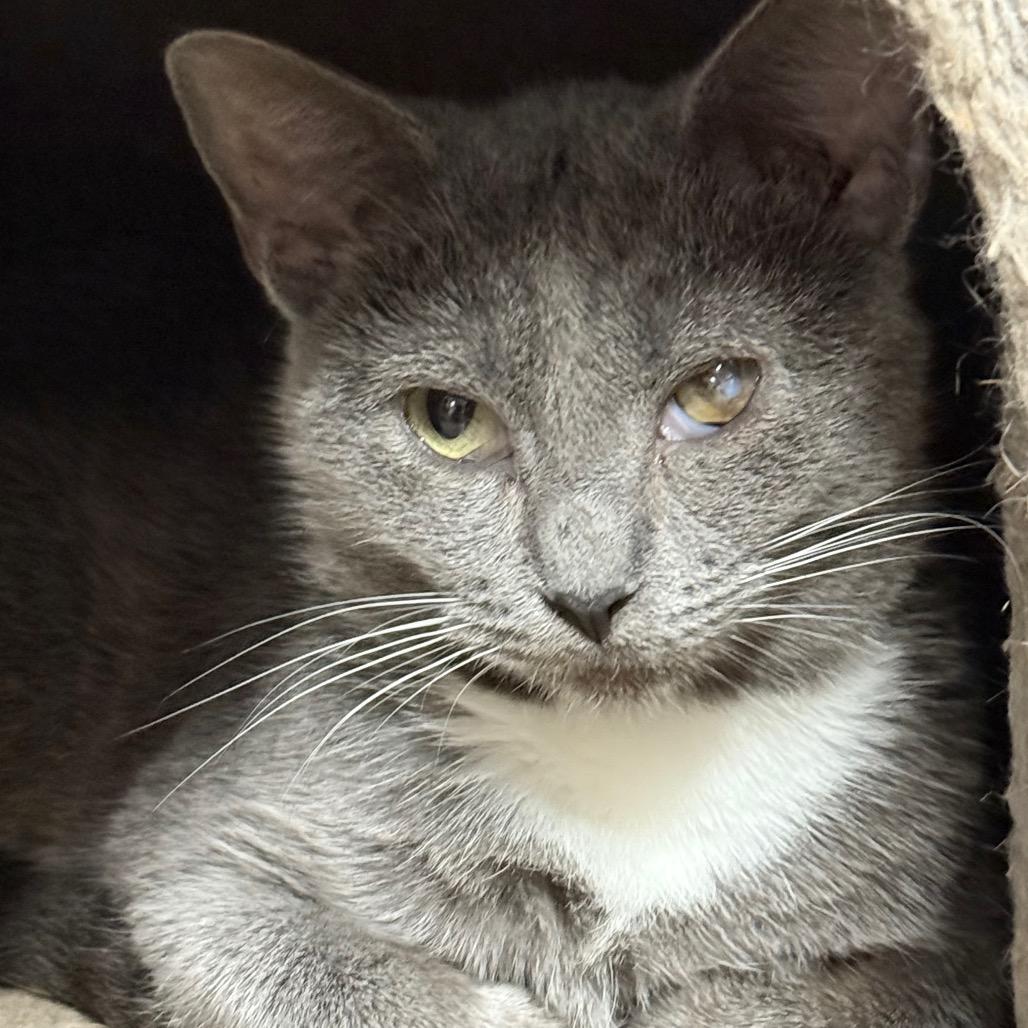 Shakira, Adoptable, Adult Female Domestic Short Hair.