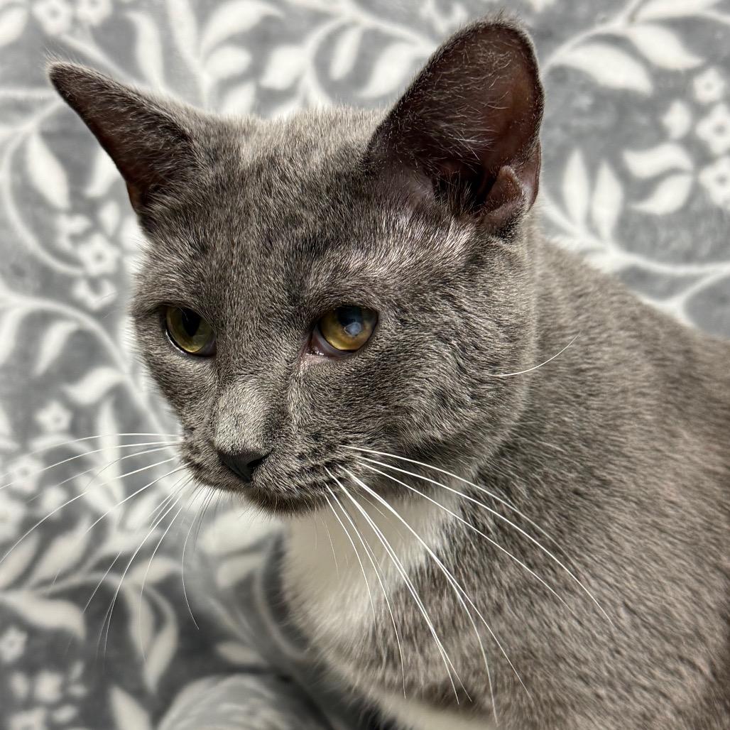 Enlarge Shakira, a Adoptable Domestic Short Hair in Belleville, IL image 2/2