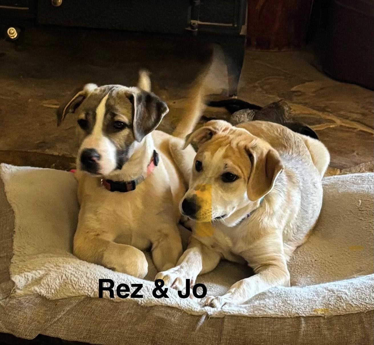 Enlarge rez, a Adoptable mixed breed in Bloomington, IL image 4/4