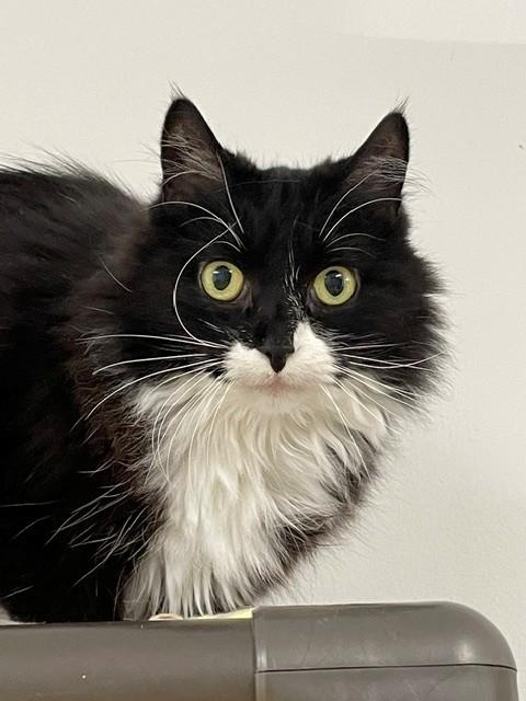 Beauty, Adoptable, Adult Female Domestic Long Hair.