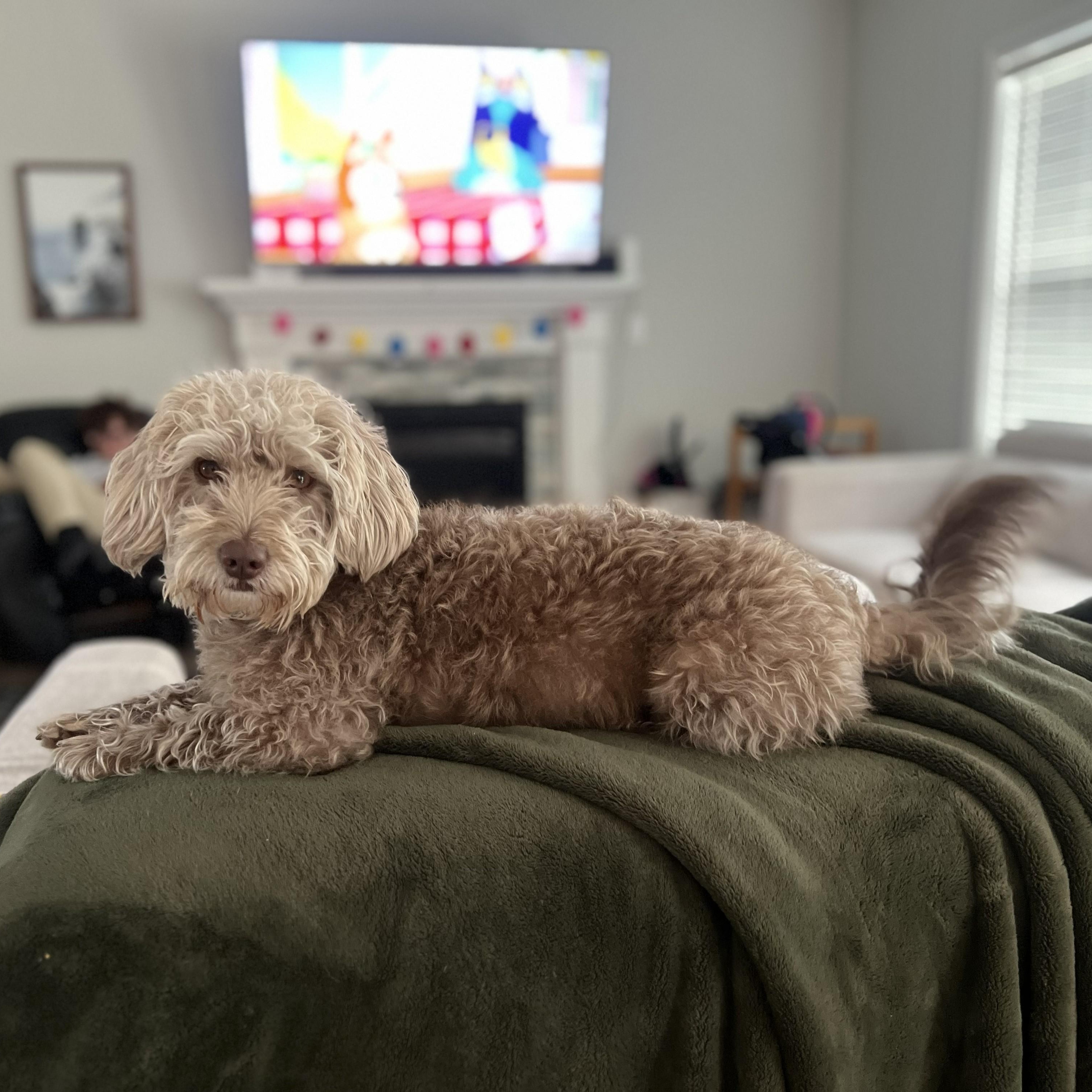 BISCUIT-ILLINOIS, an adopted mixed breed in Mahomet, IL image 4/6