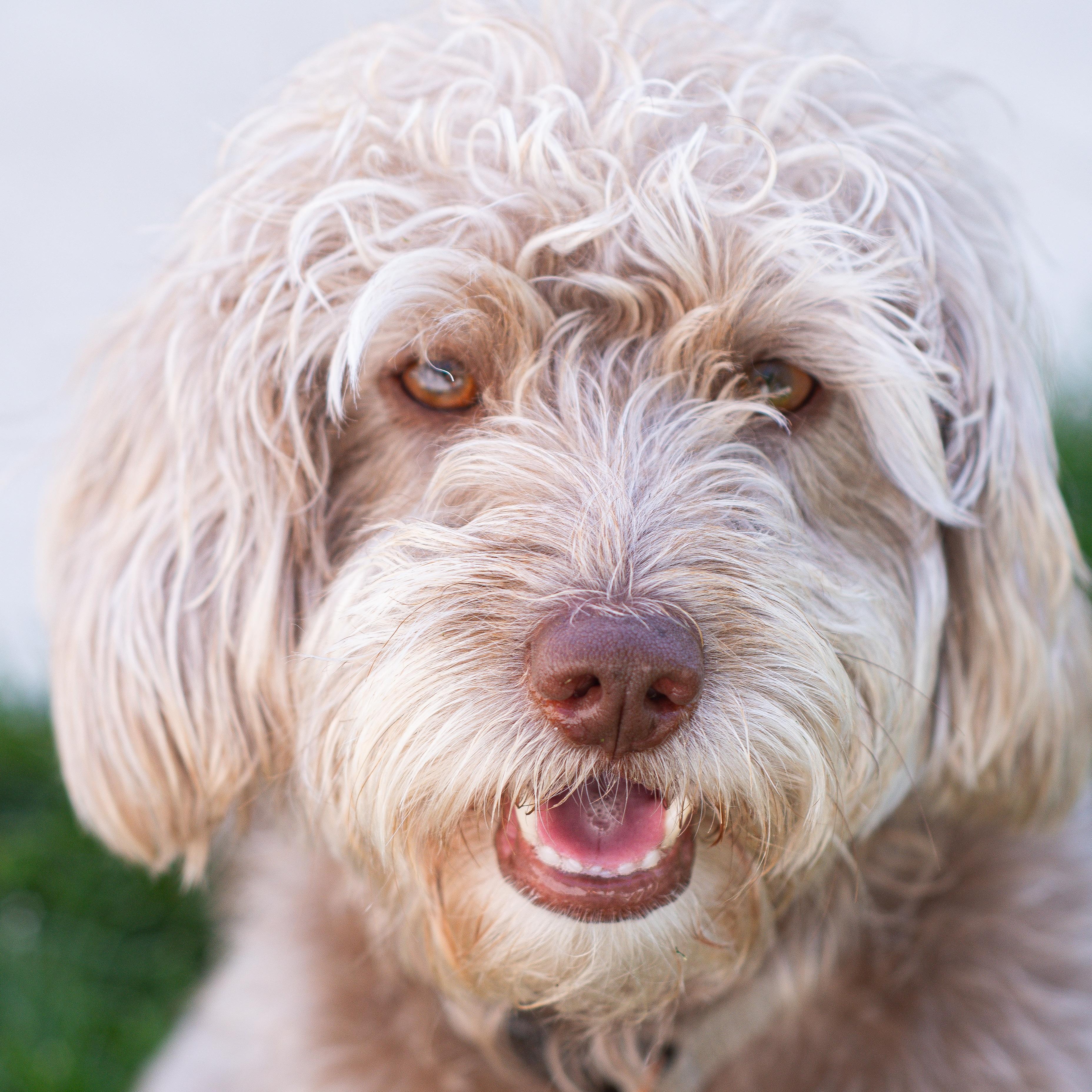 BISCUIT-ILLINOIS, an adopted mixed breed in Mahomet, IL image 3/6