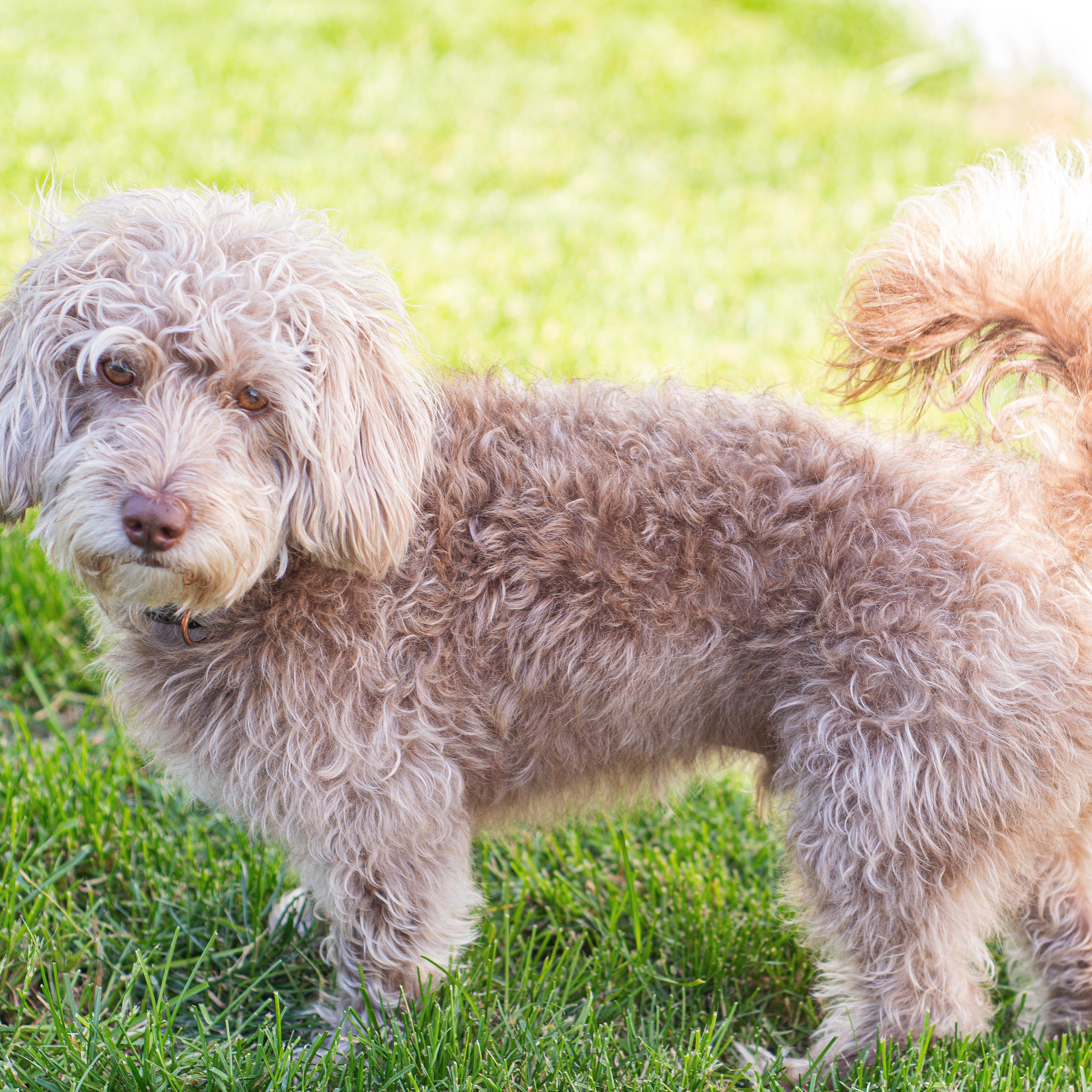 BISCUIT-ILLINOIS, an adopted mixed breed in Mahomet, IL image 2/6