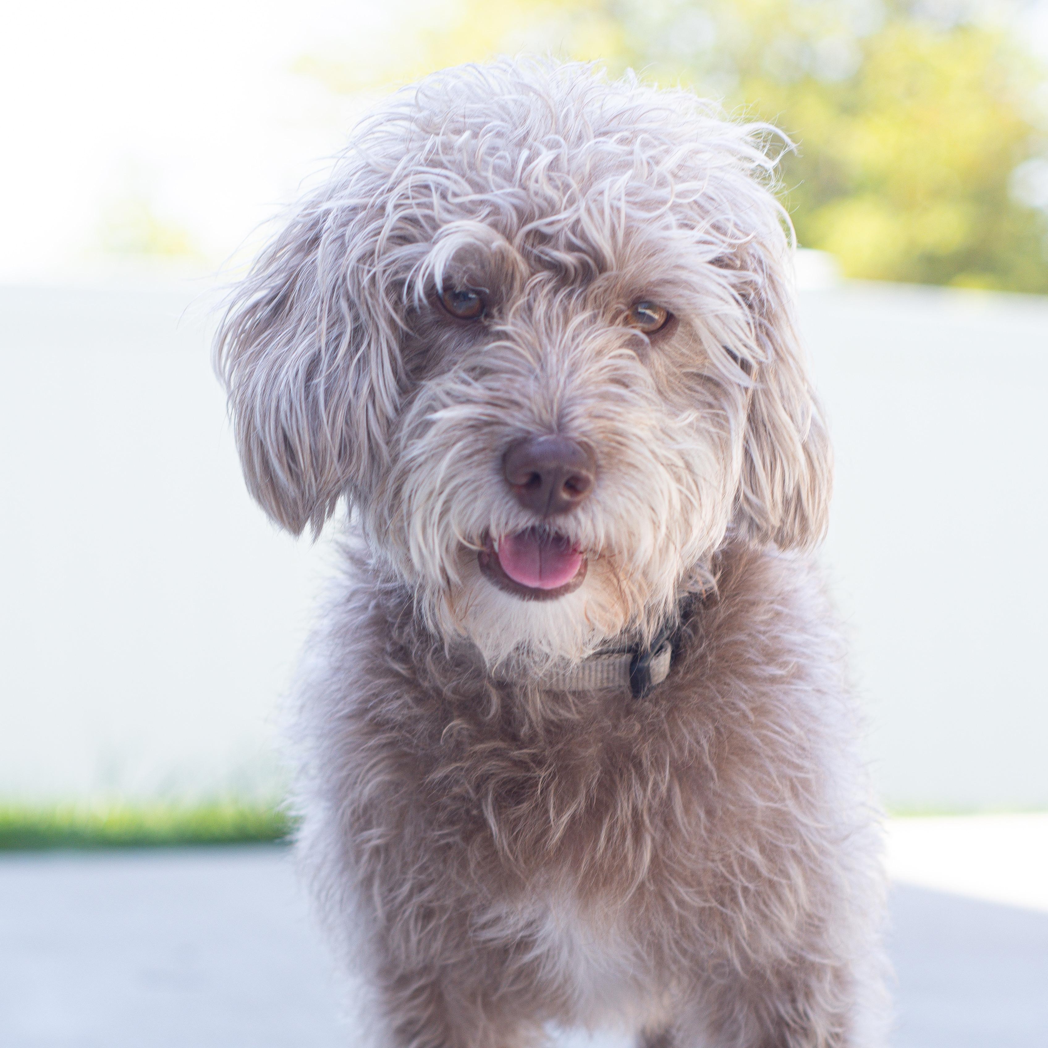 BISCUIT-ILLINOIS, adopted, Adult Male Poodle & Miniature Dachshund.
