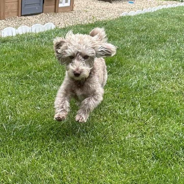BISCUIT-ILLINOIS, an adopted mixed breed in Mahomet, IL image 5/6