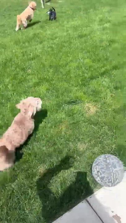 Enlarge BISCUIT-ILLINOIS, an adopted mixed breed in Mahomet, IL video 6/6