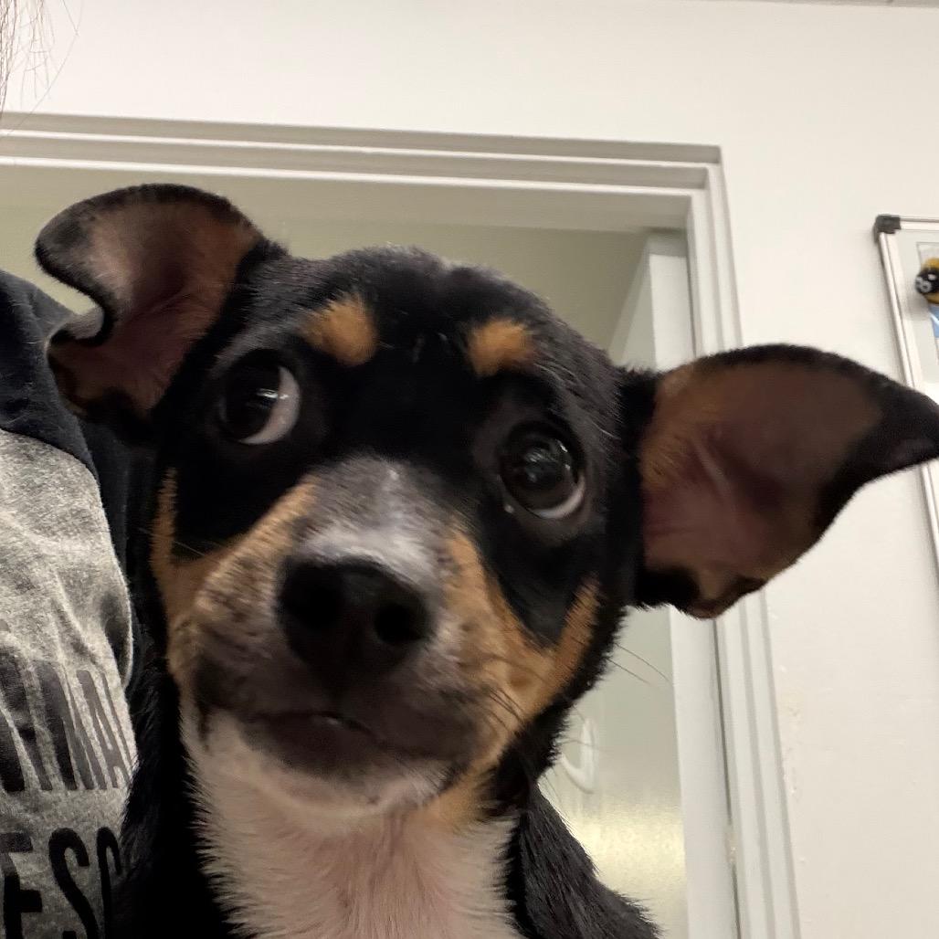 Jimbo/Tommy Two Tone, a Adoptable mixed breed in Long Beach, CA image 1/4