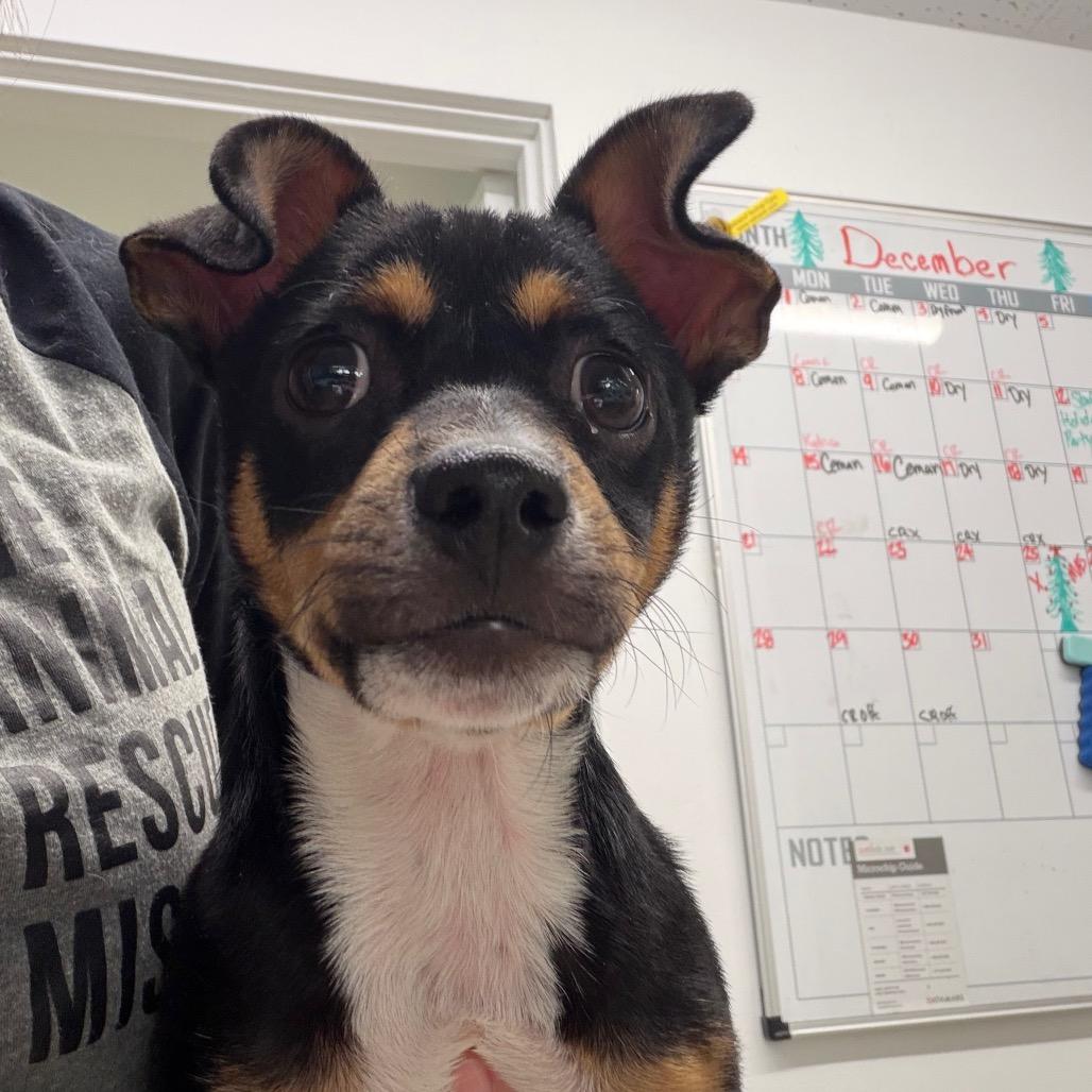 Jimbo/Tommy Two Tone, a Adoptable mixed breed in Long Beach, CA image 2/4