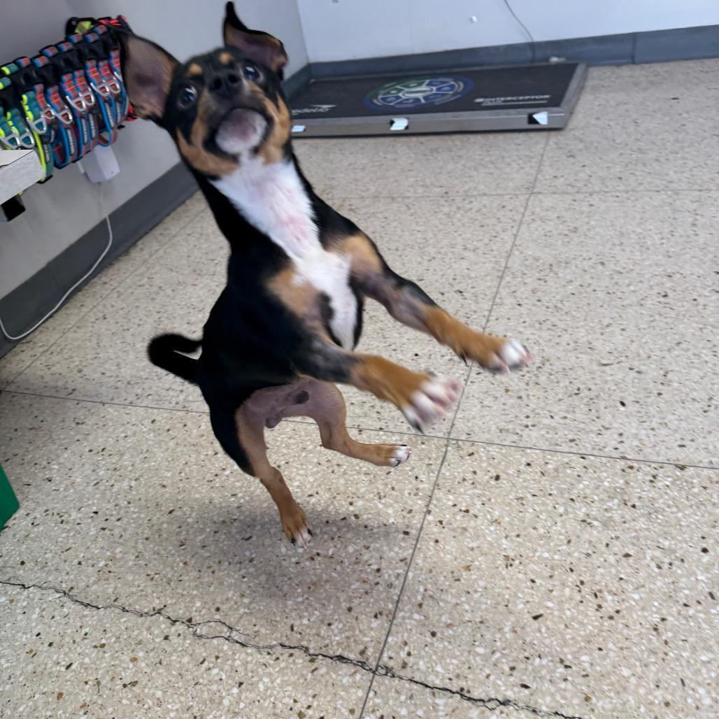 Jimbo/Tommy Two Tone, a Adoptable mixed breed in Long Beach, CA image 3/4