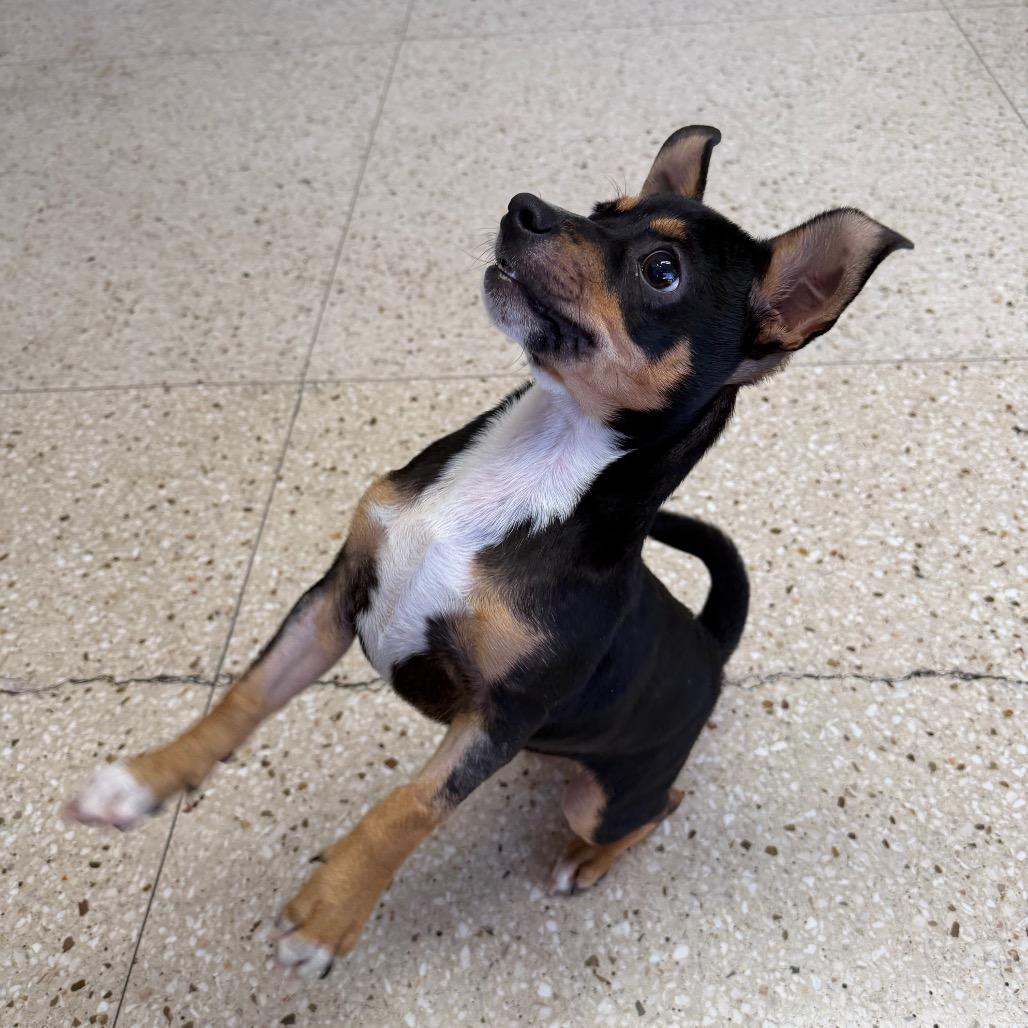 Jimbo/Tommy Two Tone, a Adoptable mixed breed in Long Beach, CA image 4/4