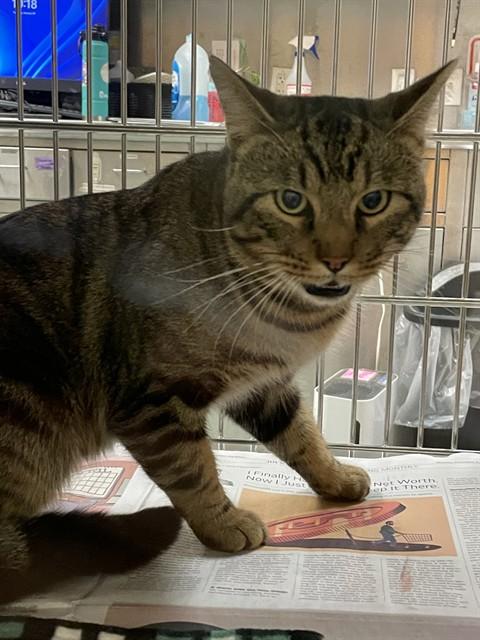 Enlarge Cheshire A215546, an adopted Domestic Short Hair in Plano, TX image 1/1