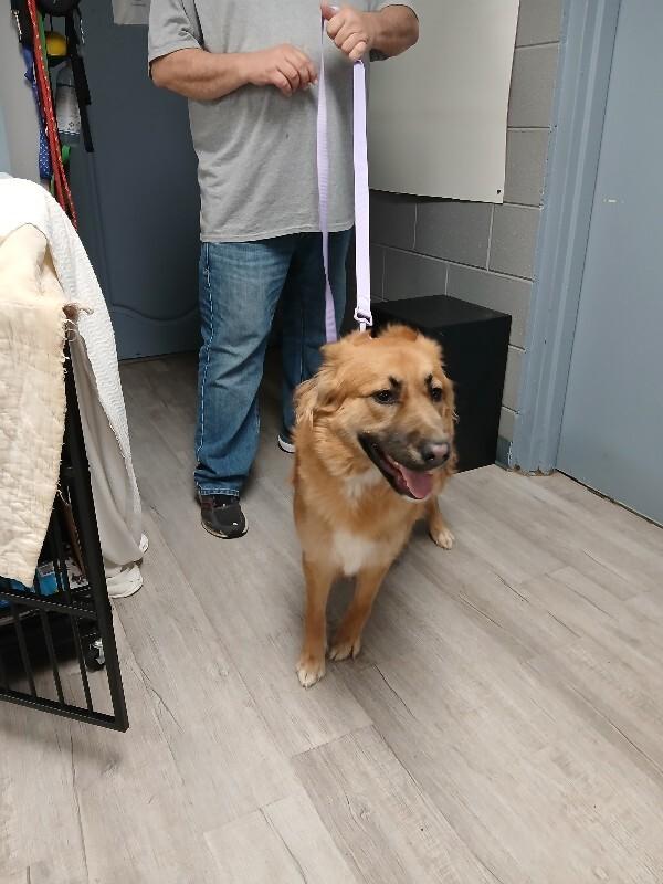 HAZEL 3-9-26, Adoptable, Adult Female Golden Retriever.