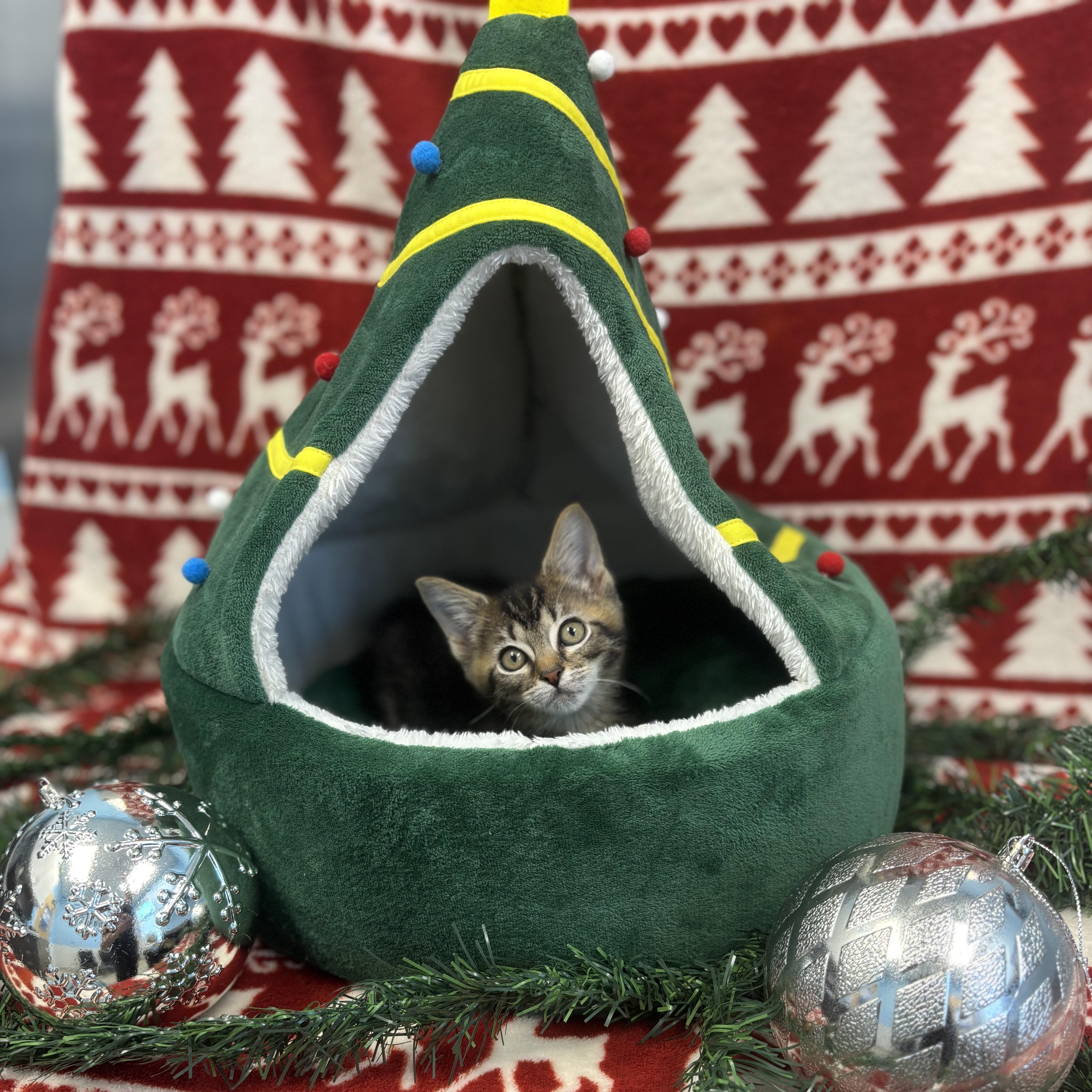 Stu, ADOPTABLE, Kitten Male Domestic Short Hair.