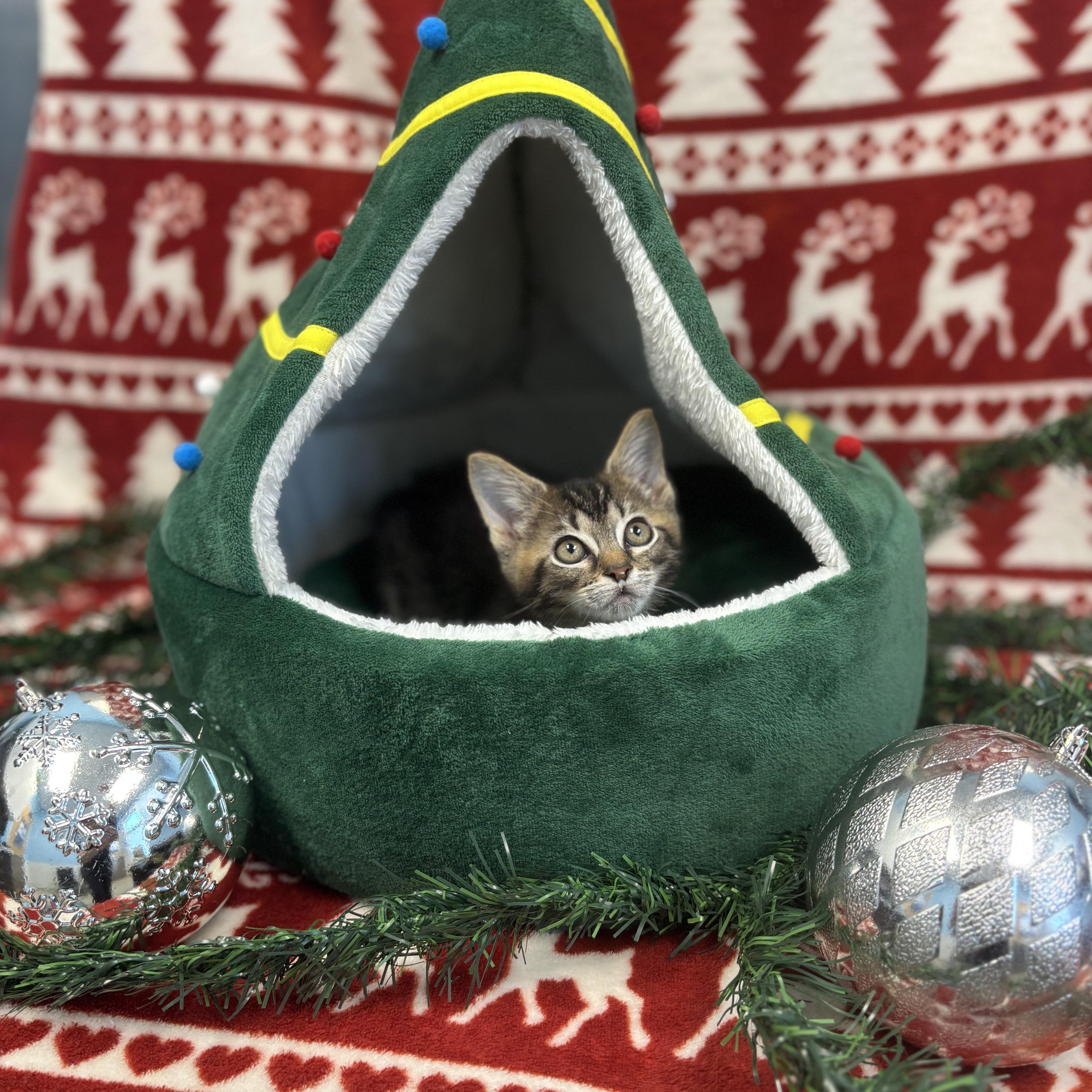 Stu, ADOPTABLE, Kitten Male Domestic Short Hair.