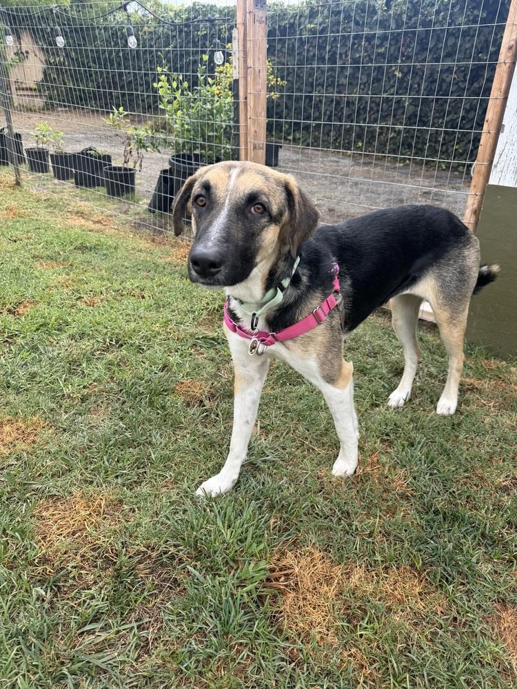 Enlarge Raya, a Adoptable mixed breed in los angeles, CA image 1/6