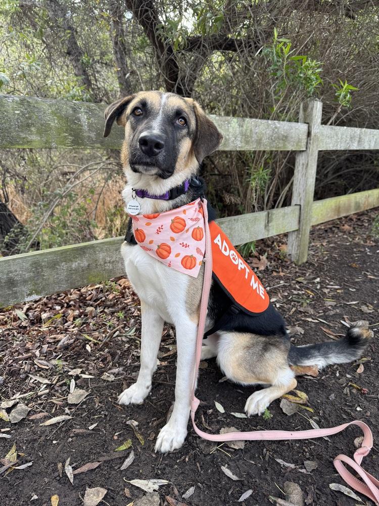 Enlarge Raya, a Adoptable mixed breed in los angeles, CA image 2/6