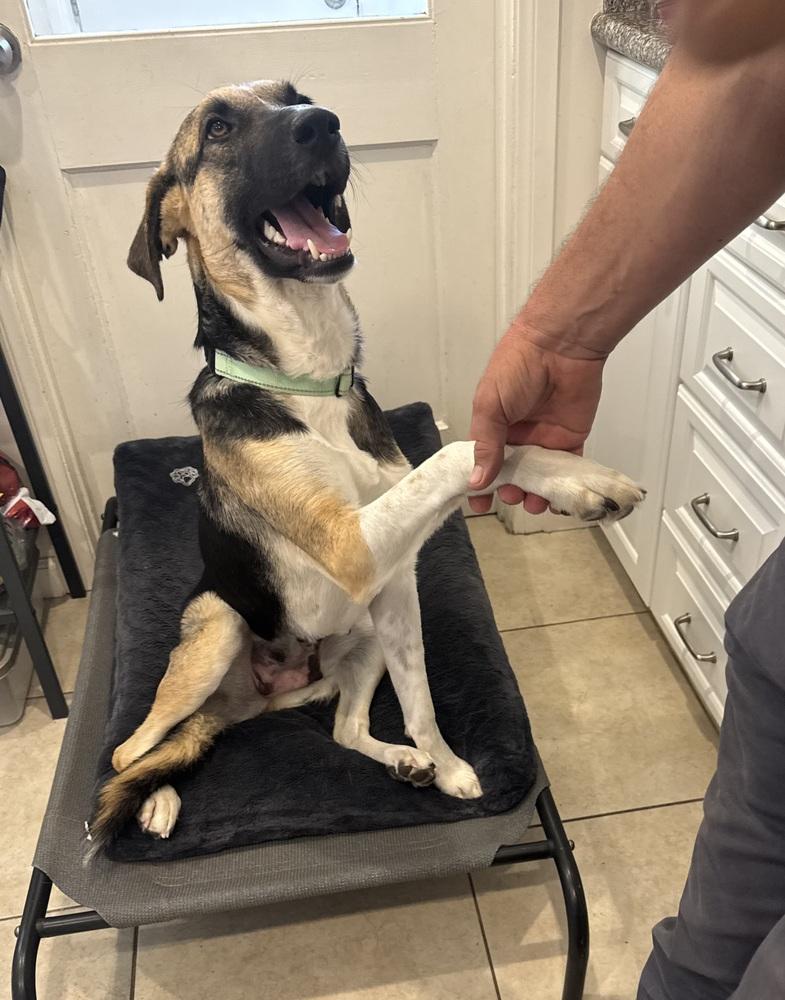 Enlarge Raya, a Adoptable mixed breed in los angeles, CA image 4/6