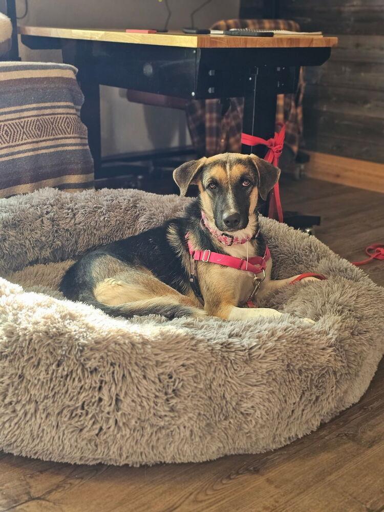 Enlarge Raya, a Adoptable mixed breed in los angeles, CA image 5/6