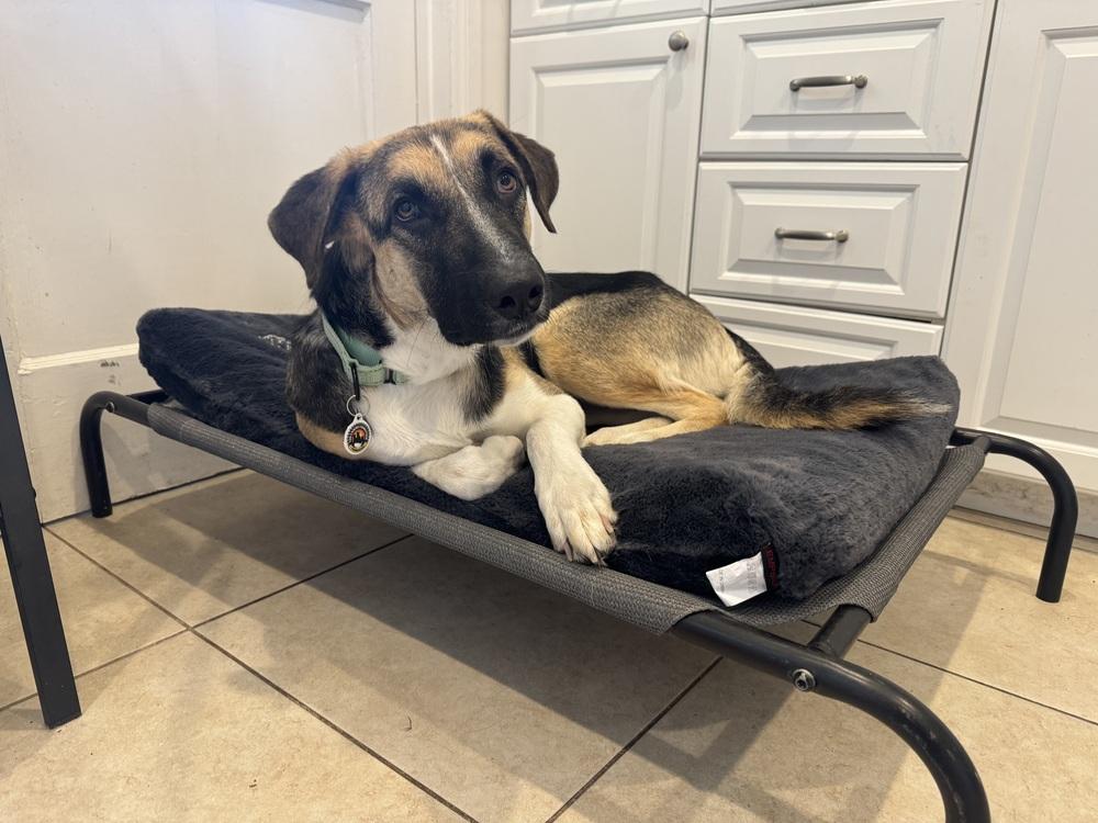 Enlarge Raya, a Adoptable mixed breed in los angeles, CA image 6/6