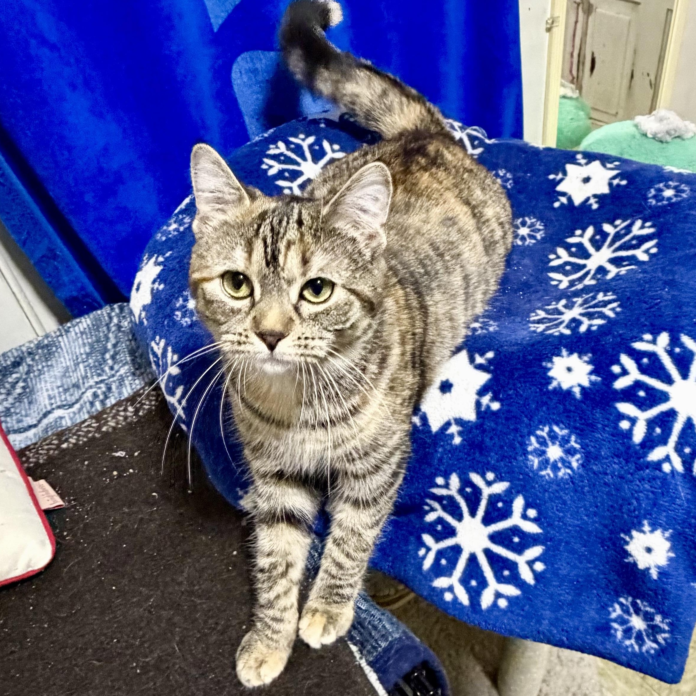 Enlarge Joy, a ADOPTABLE Domestic Short Hair in East Amherst, NY image 3/6